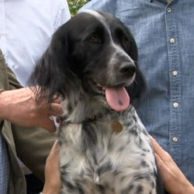 Dog given 3D Printed Bone Implant